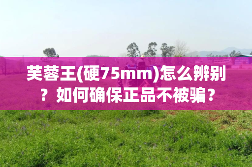 芙蓉王(硬75mm)怎么辨别？如何确保正品不被骗？